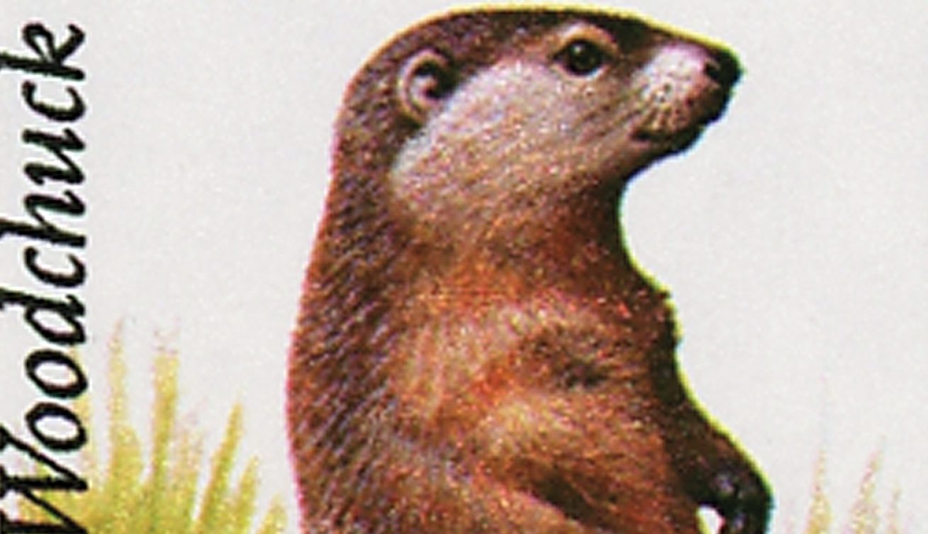 Groundhog