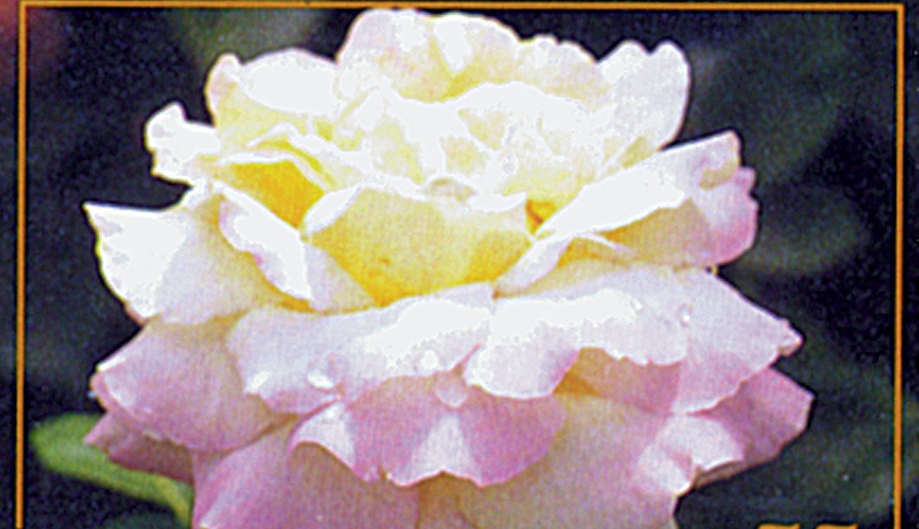 Peace Rose