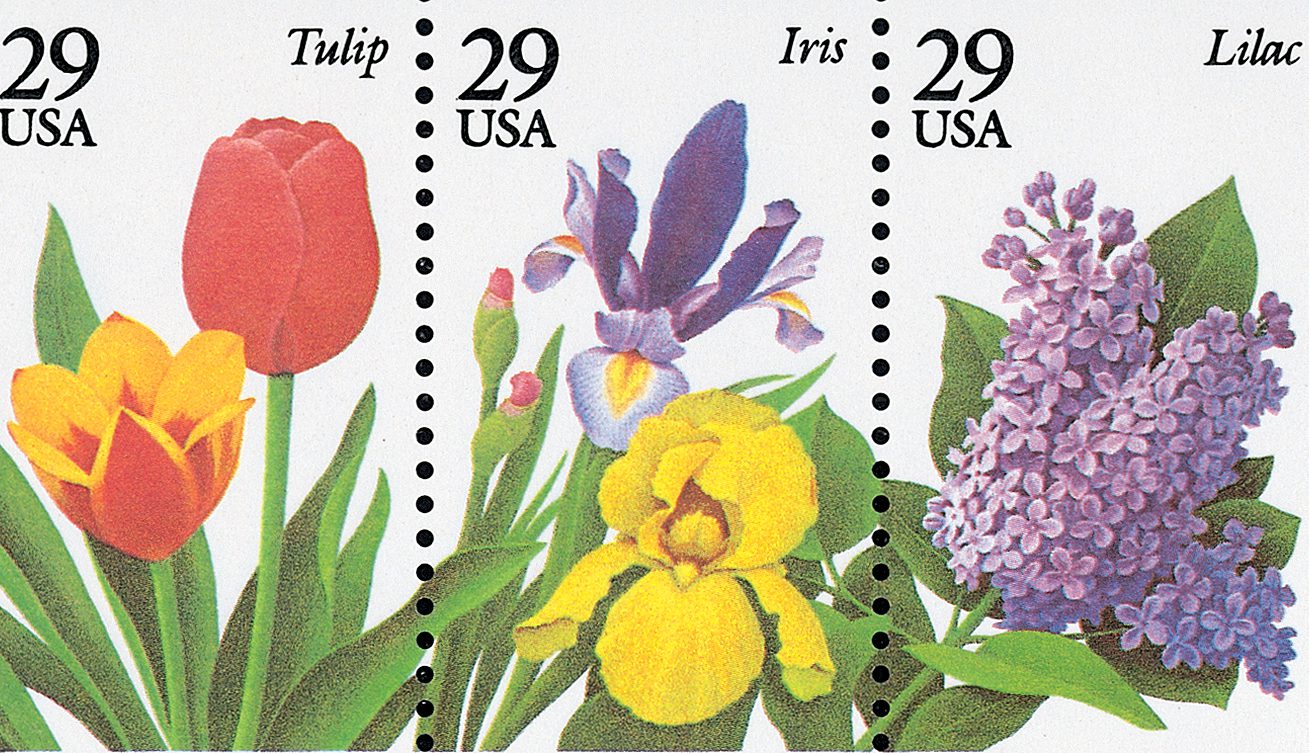 Garden Flowers