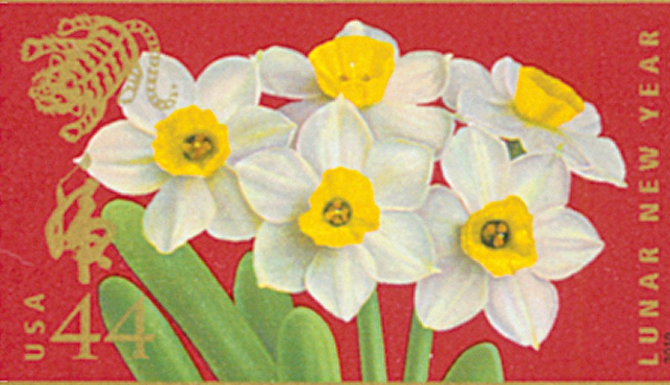 narcissus flowers