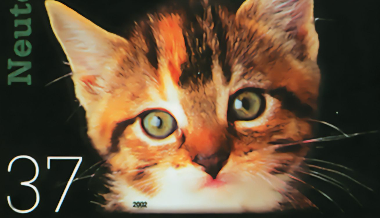 Spay Neuter