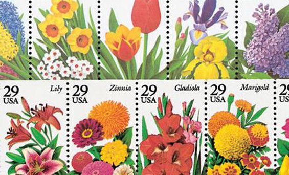 Garden Flowers
