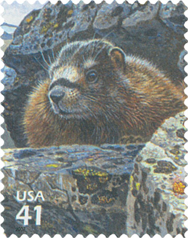 # 4198c - 2007 42c Alpine Tundra:Yellow-Bellied Marmot