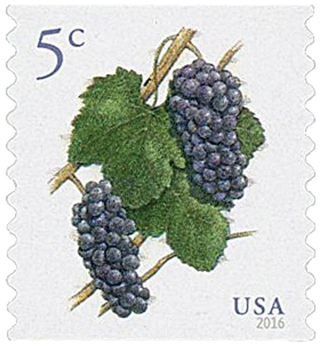 2016 5¢ Pinot Noir Grapes