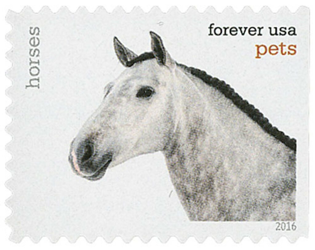 2016 Horse – Pets